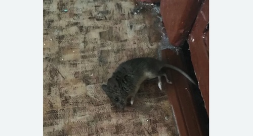 Дезинфекция от мышей в Кирсанове