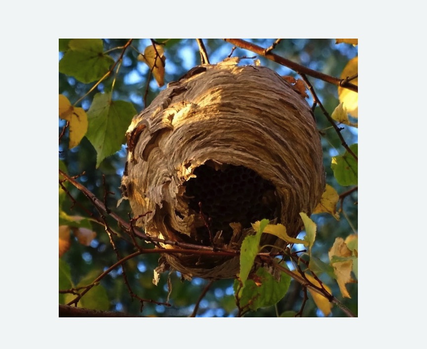 Обработка от шершней в Кирсанове