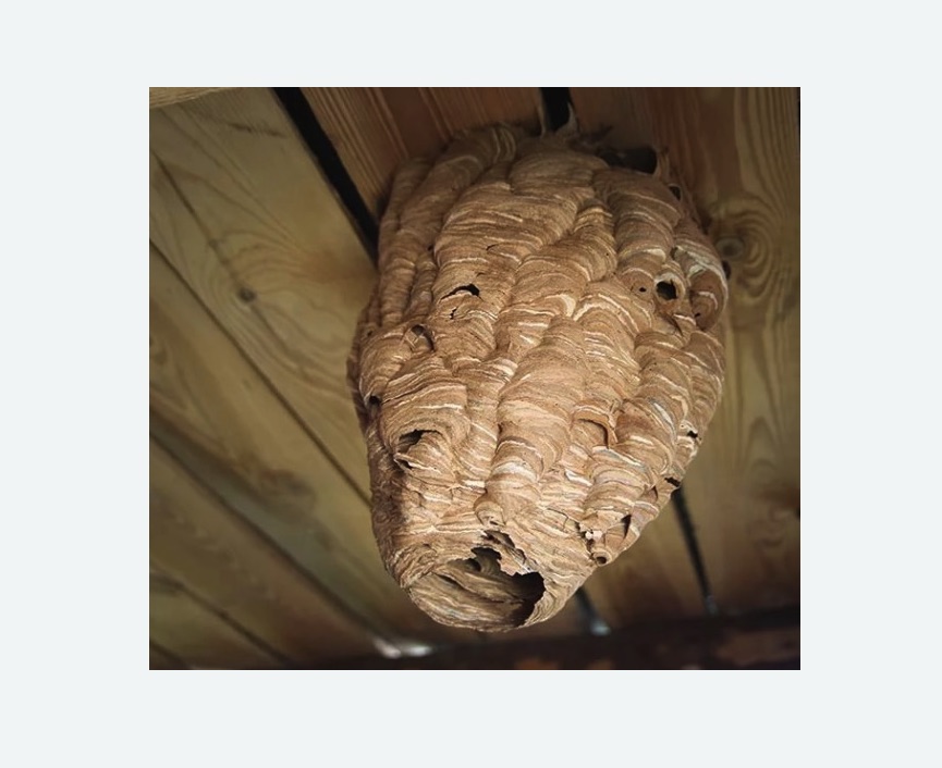 обработка от шершней в Кирсанове