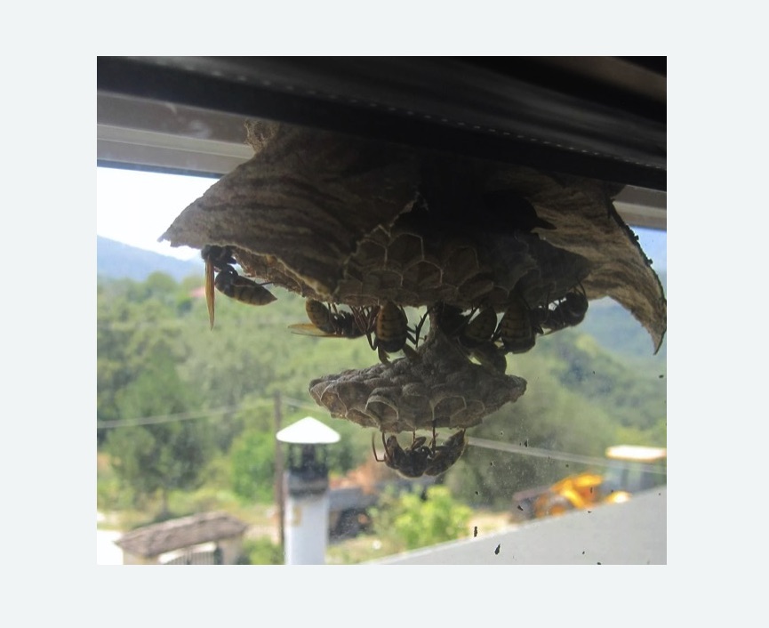 Уничтожение гнёзд шершней в Кирсанове