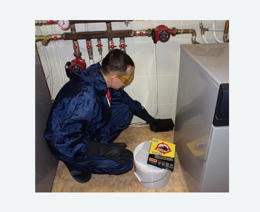 Уничтожение крыс в Кирсанове